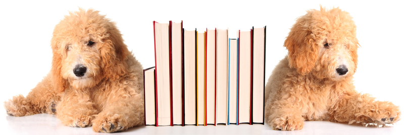 Mastering Cardboard and Packaging Waste: Tips for Efficient Disposal
